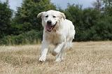 GOLDEN RETRIEVER 732